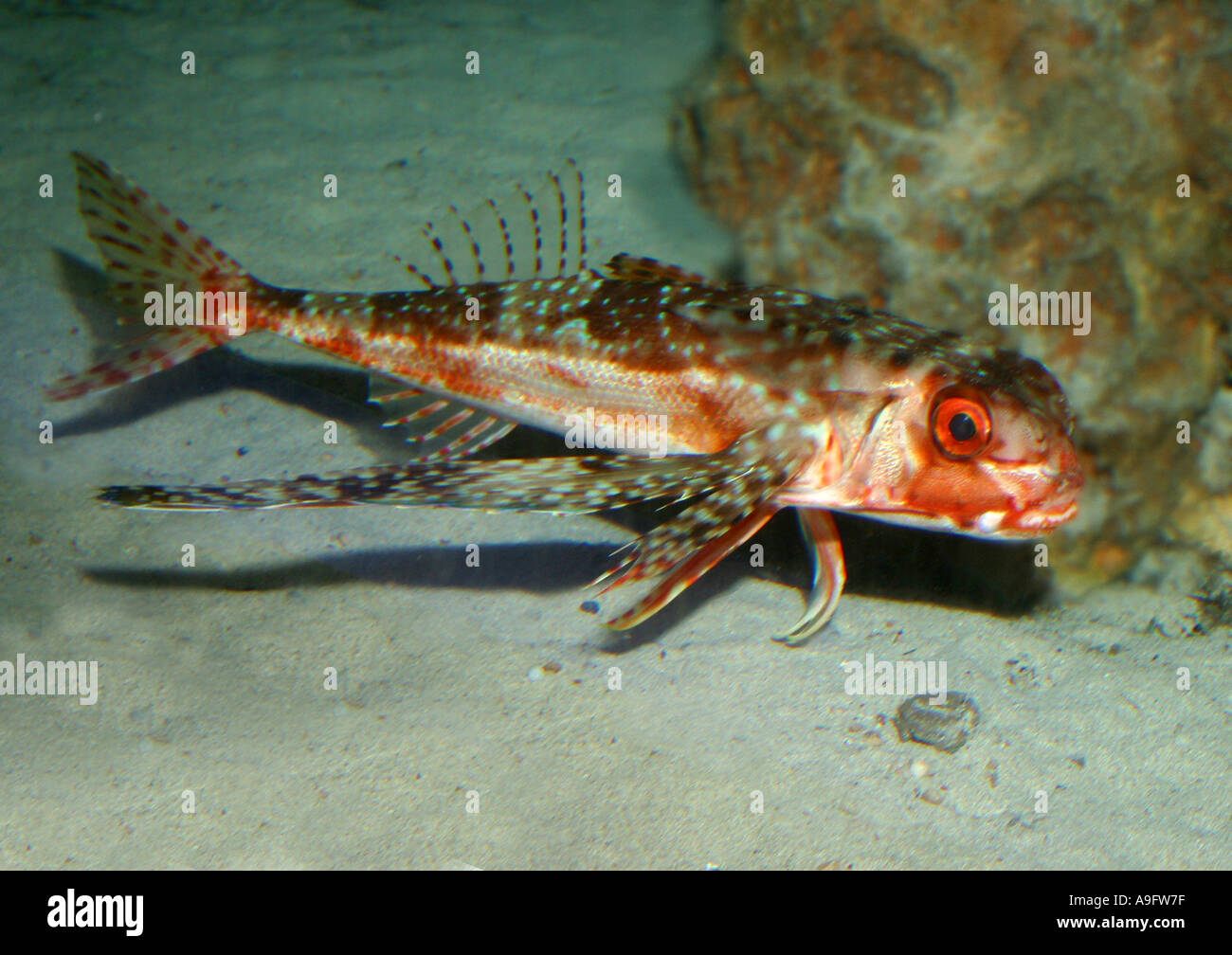 tub gurnard, sapphirine gurnard (Trigla lucerna, Chelidonichthys lucerna), edible fish of the Metirranean Sea, Eastern Atlantic Stock Photo