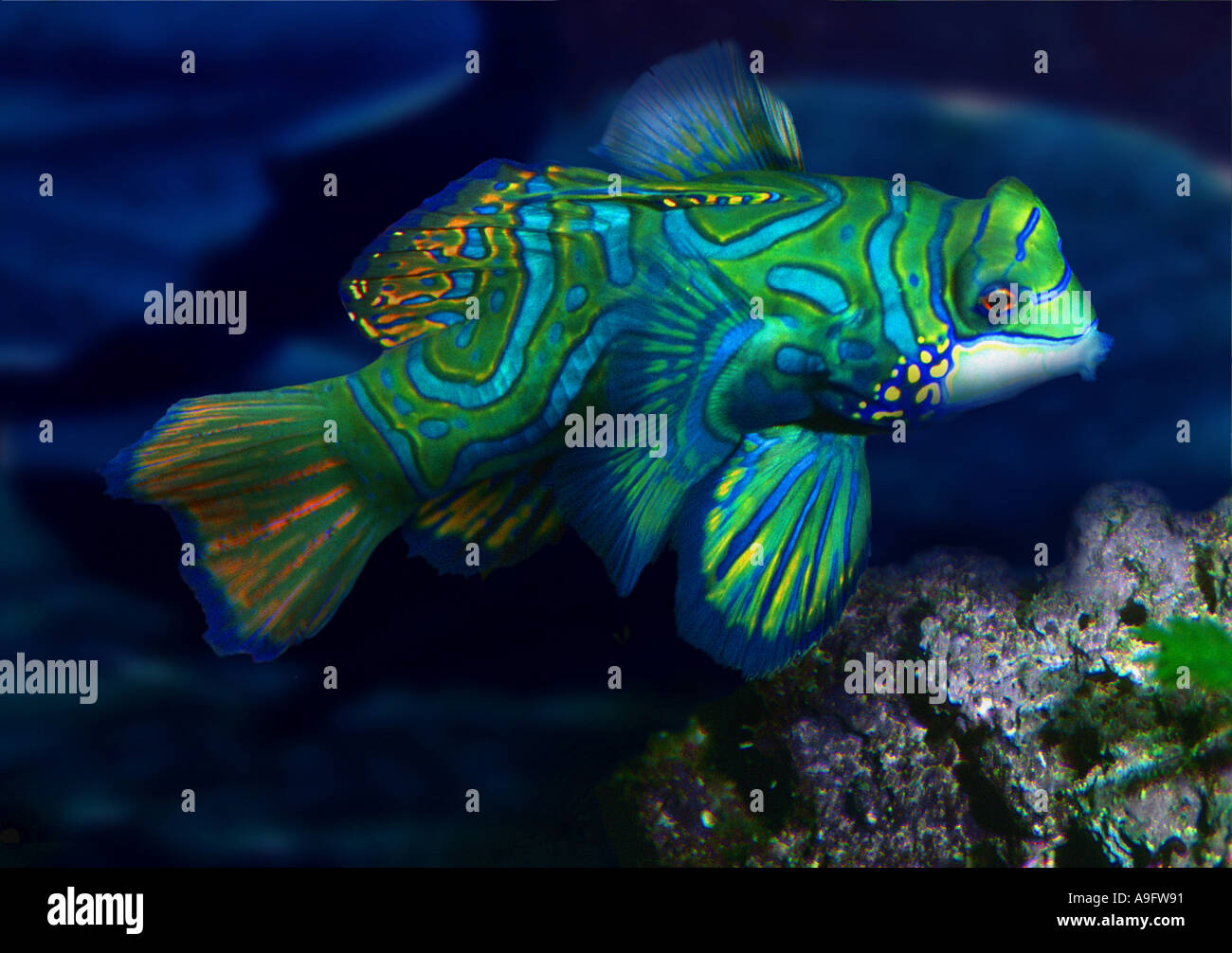 mandarinfish (Synchiropus splendidus) Stock Photo