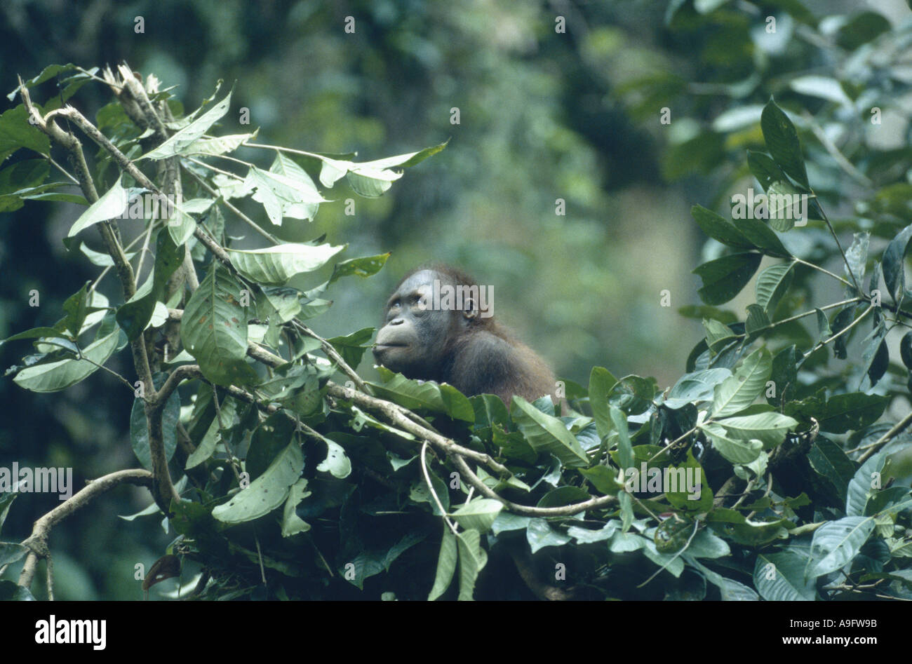 Orangutan nest hires stock photography and images Alamy