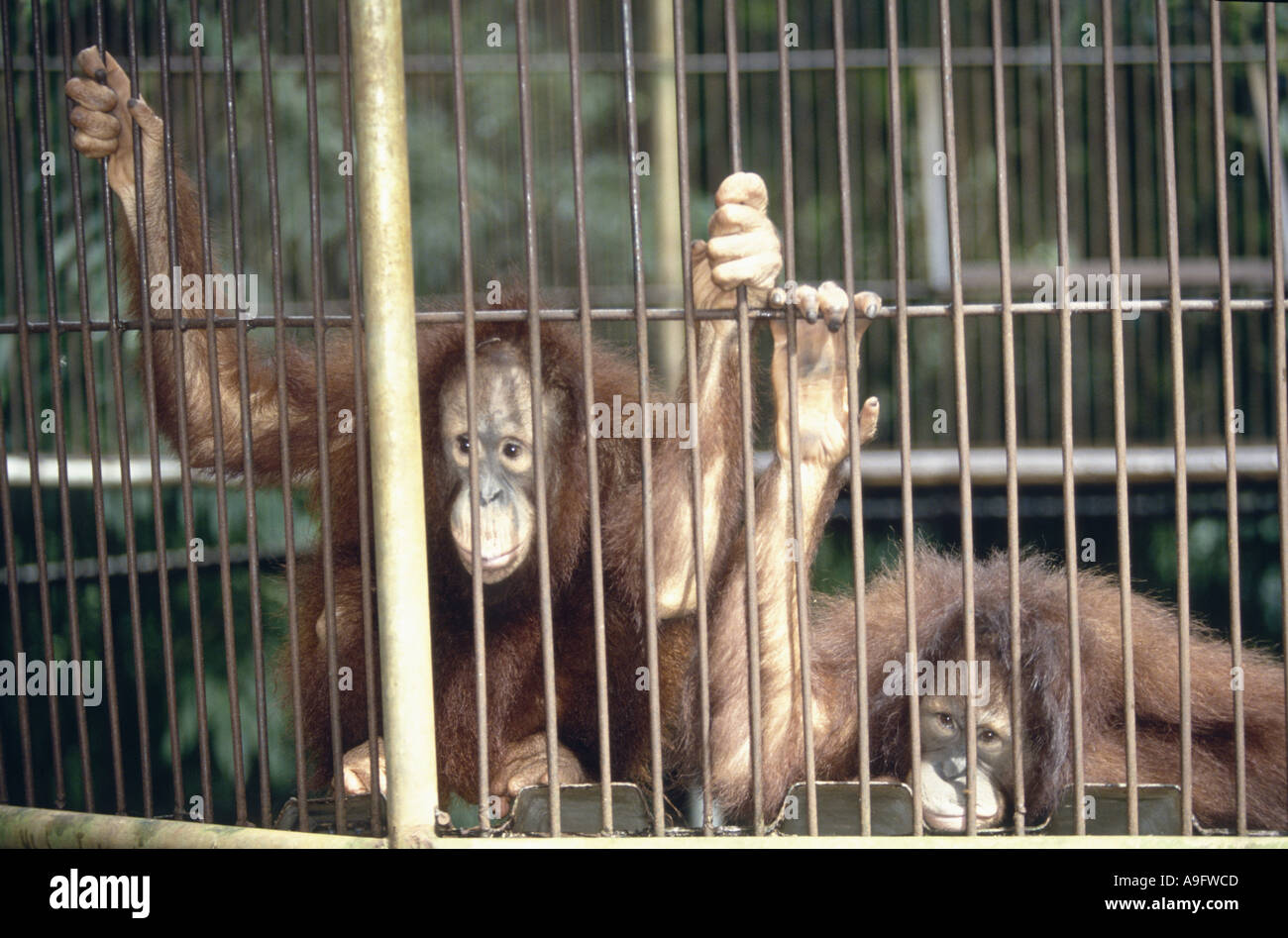 orangutan (Pongo pygmaeus), two animals in a cage, schauen durch ...