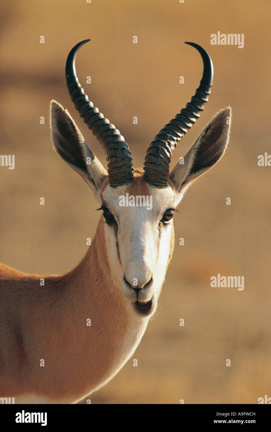 Portrait of Springbok Kalahari Gemsbok National Park South Africa Stock Photo