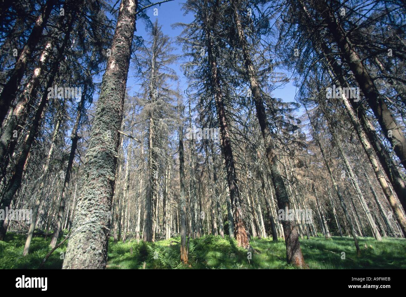 Norway Spruce Picea Abies Forest Damaged By Bark Beetles Germany Np Bavarian Forest Stock Photo Alamy