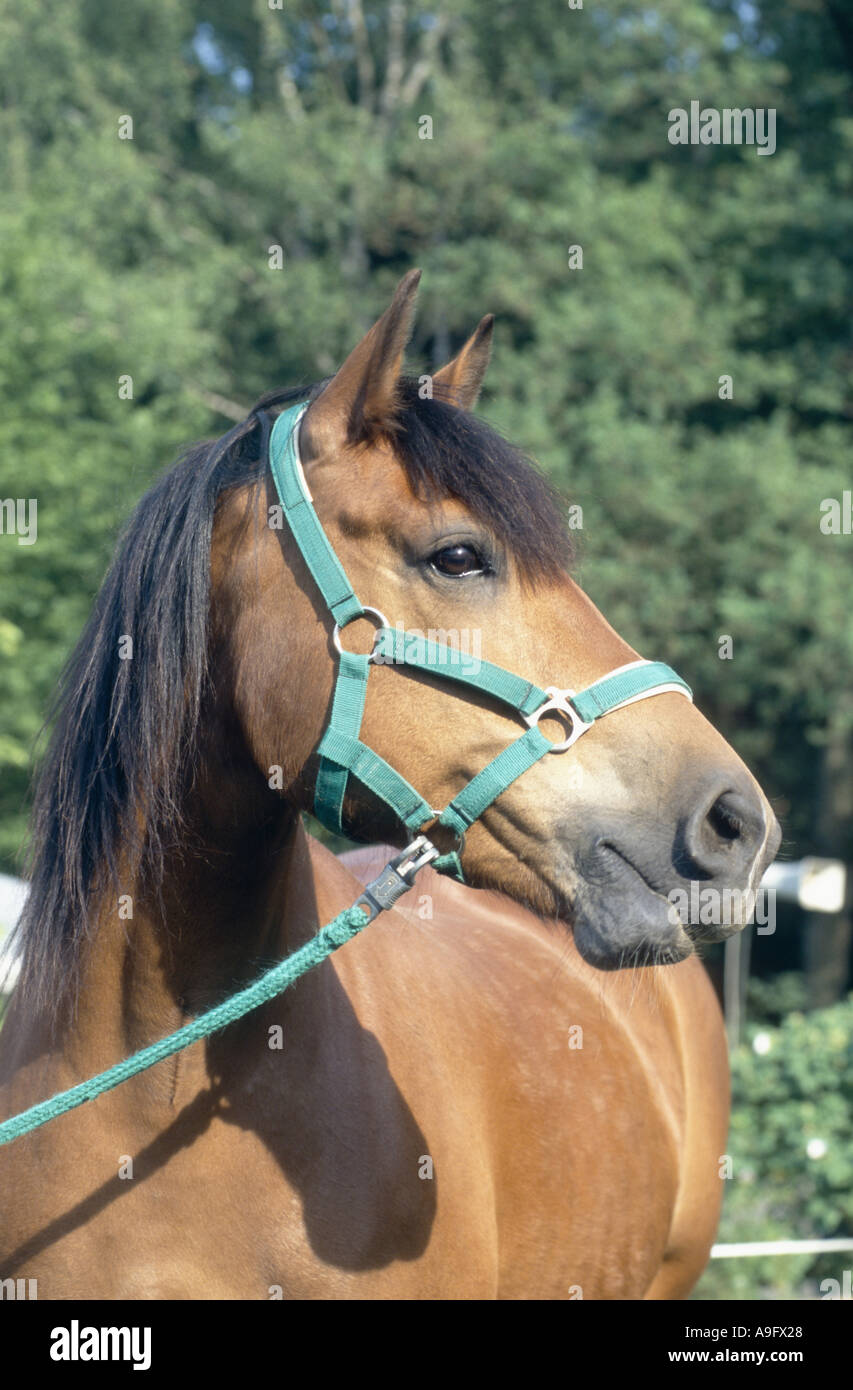 Einsiedler horse, Franches Montagnes (Equus przewalskii f. caballus), portrait Stock Photo