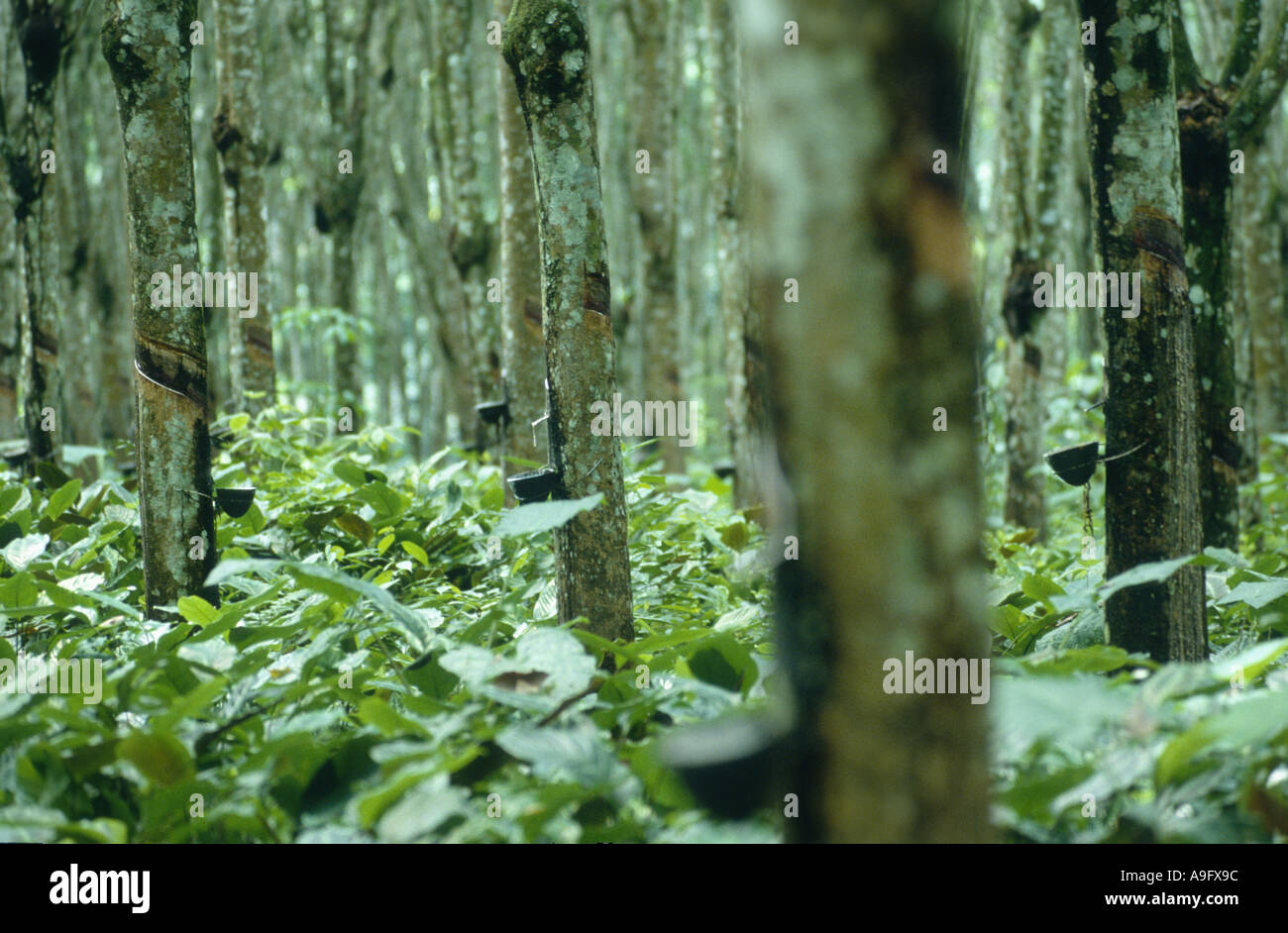 hevea rubber plant, Brazilian rubber tree (Hevea brasiliensis), rubber tree  plantage Stock Photo - Alamy
