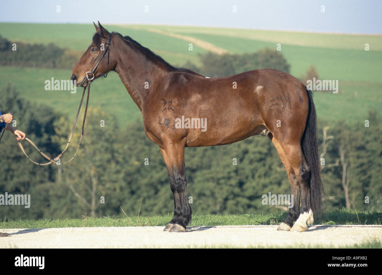 Kabarda horse (Equus przewalskii f. caballus), gelding Sigment, 12 years old Stock Photo