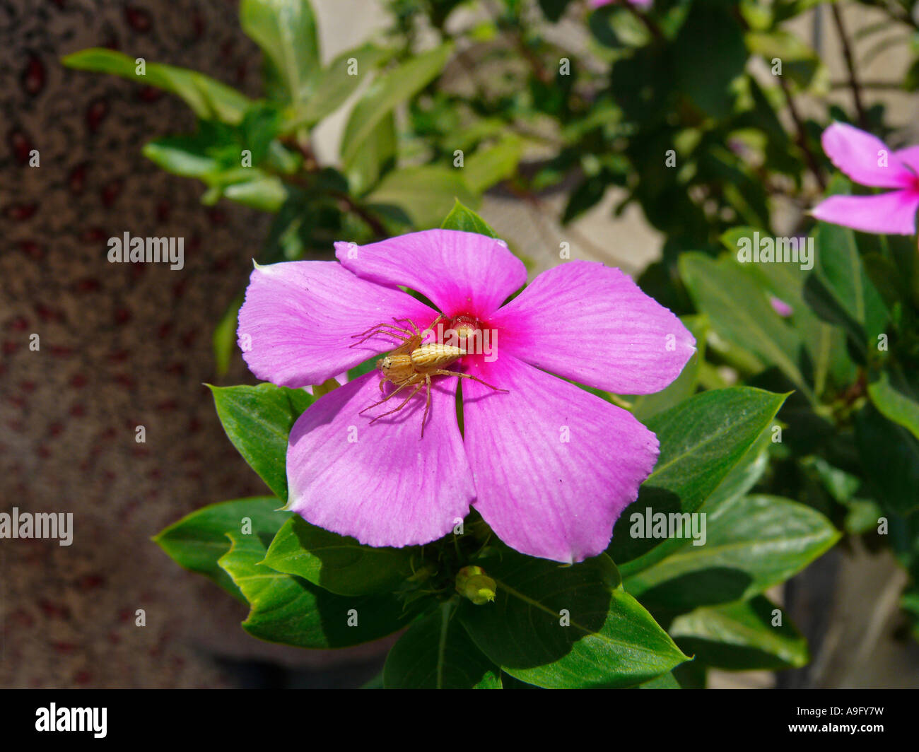 Vinca Rosea Family Name : APOCYNACEAE Botanical Name : VINCA ROSEA. Common Name : PERIWINKLE, MADAGASCAR PERIWINKLE, SADABAHAR. Stock Photo