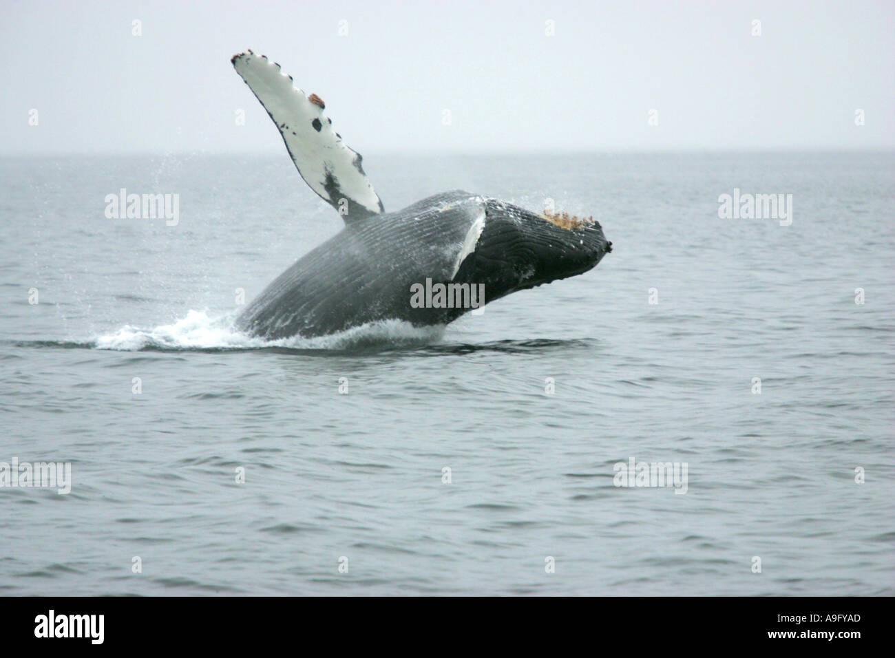 Humpback whale breaching alaska hi-res stock photography and images - Alamy