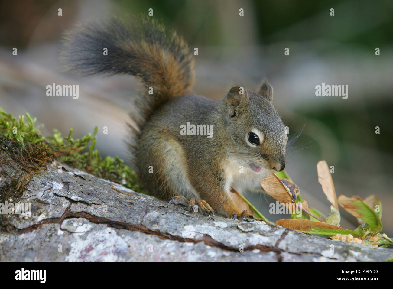 Eastern vancouver island hi-res stock photography and images - Alamy