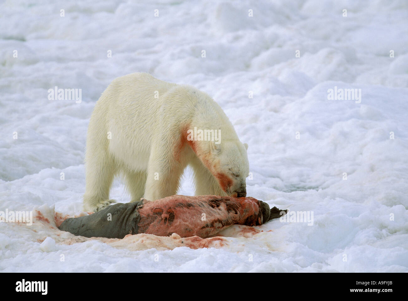 polar bear (Ursus maritimus), feeding on a captured seal, the world largest bear and carnivore, Norway, Spitsbergen Stock Photo
