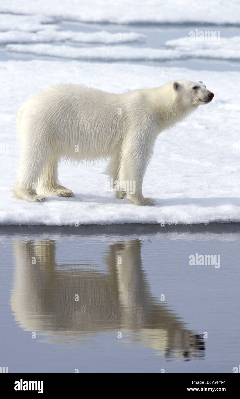 polar bear (Ursus maritimus), standing at the edge of a floe, with mirror image, the world largest bear and carnivore, Norway, Stock Photo
