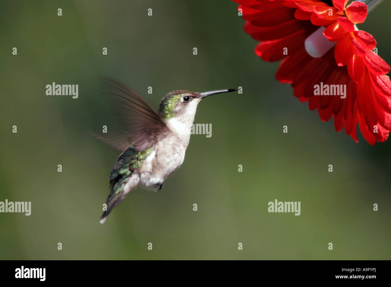 Ruby-throated Hummingbird Stock Photo