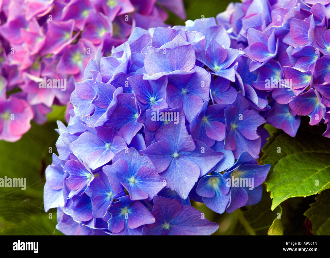 Blue and Mauve flowers on a Hydrangea shrub Stock Photo Alamy