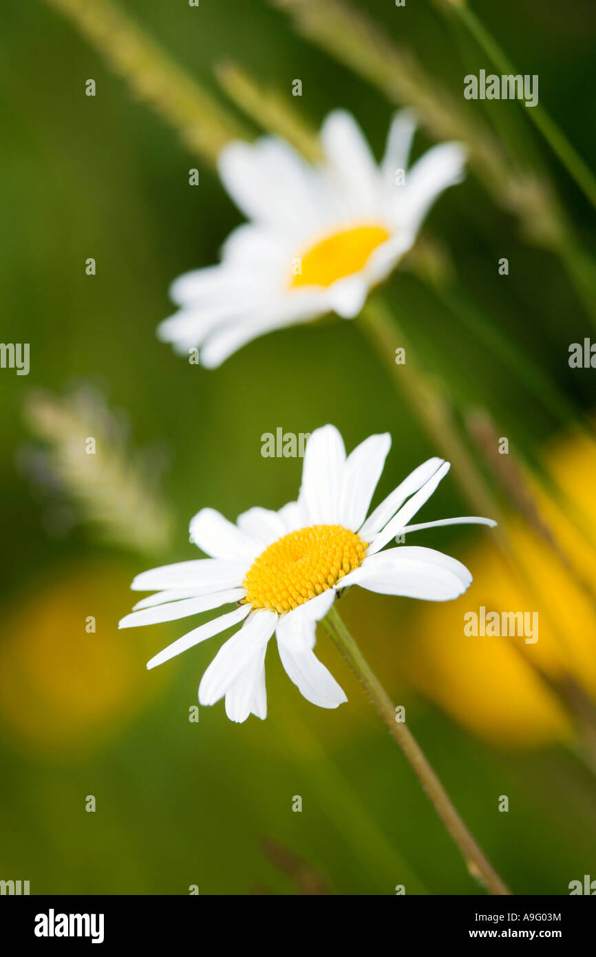 A pair of Oxeye Daisy flowers, (Leucanthemum vulgare), photographed against a soft focus green background Stock Photo