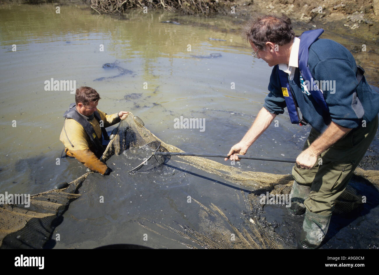 Recovering fish from a pond being drained on the Isle of Grain Stock ...