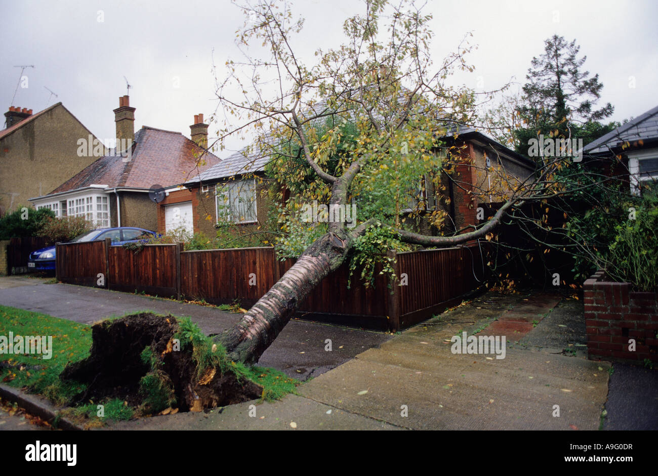 Trees blown down and into houses on a residential road after a storm in