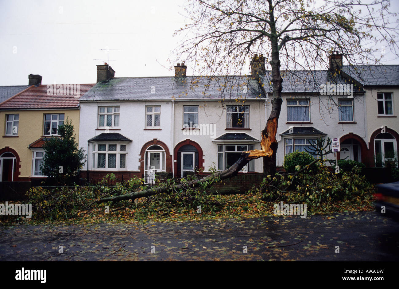 Trees blown down and into houses on a residential road after a storm in