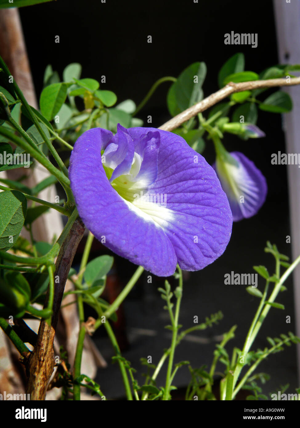 Gokarna flower, Butterfly Pea, Mazerion, Clitoria ternatea Linn. Fabaceae, Aparajita, Girikarnu ...