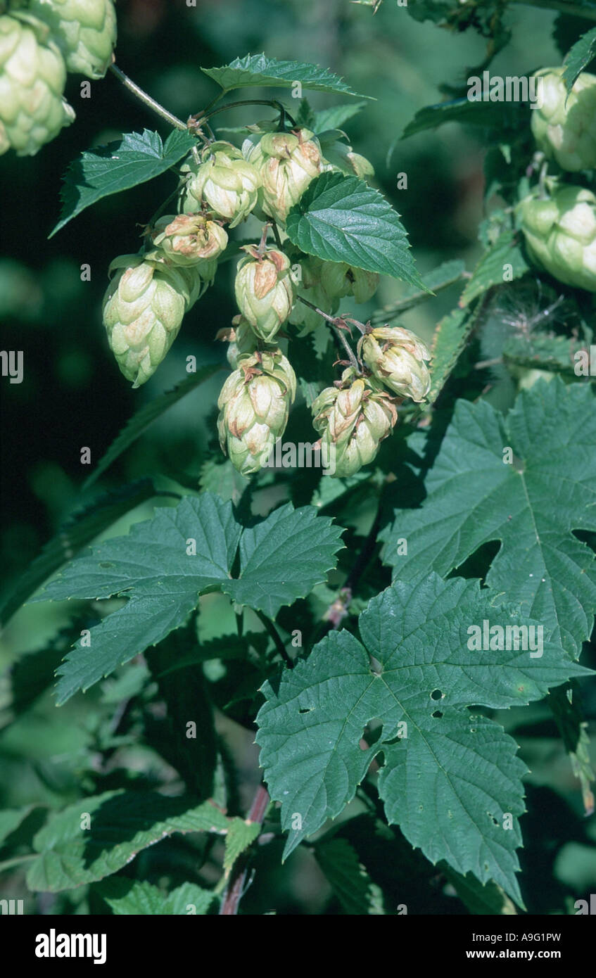 common hop (Humulus lupulus), female infrutescences, Germany Stock Photo