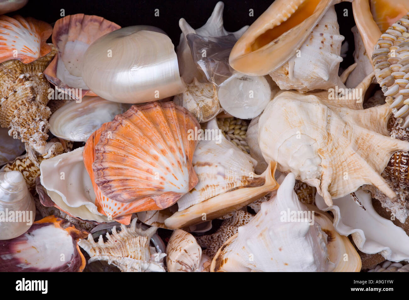Assorted sea Shells Stock Photo