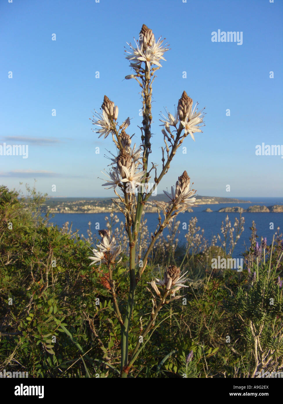 summer asphodel, common asphodel, tall asphodel (Asphodelus aestivus, Asphodelus microcarpus), blooming single plant in maquis Stock Photo
