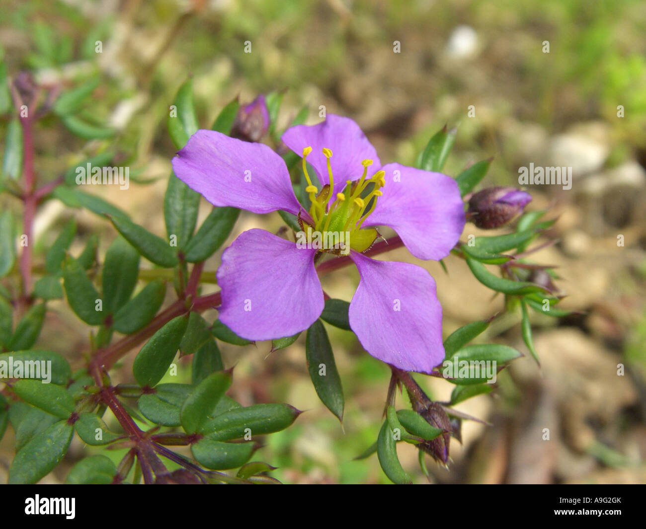 Fagonia (Fagonia cretica), single blossom, Spain, Majorca Stock Photo