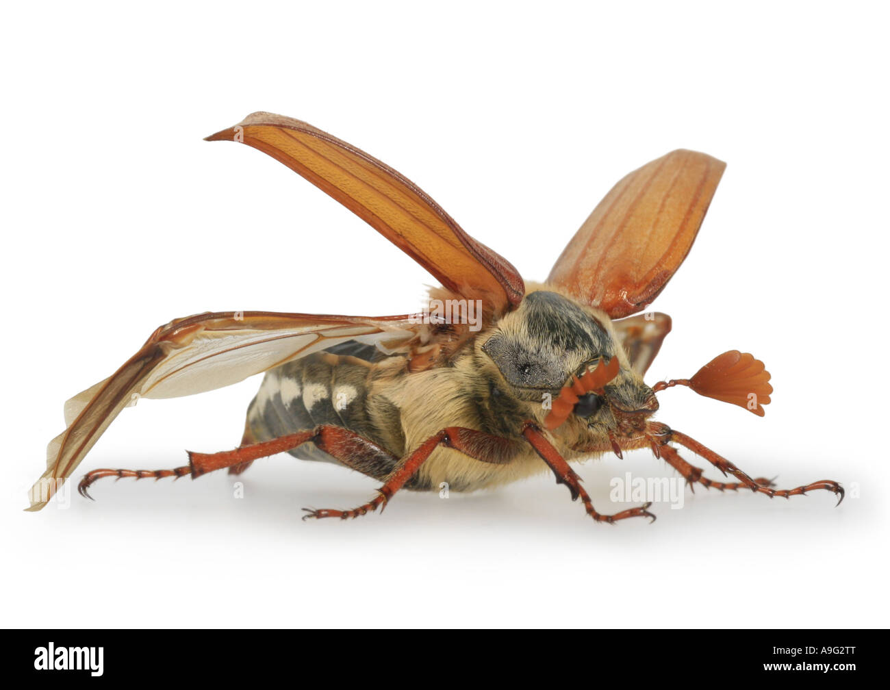 common cockchafer, maybug (Melolontha melolontha), Germany Stock Photo ...
