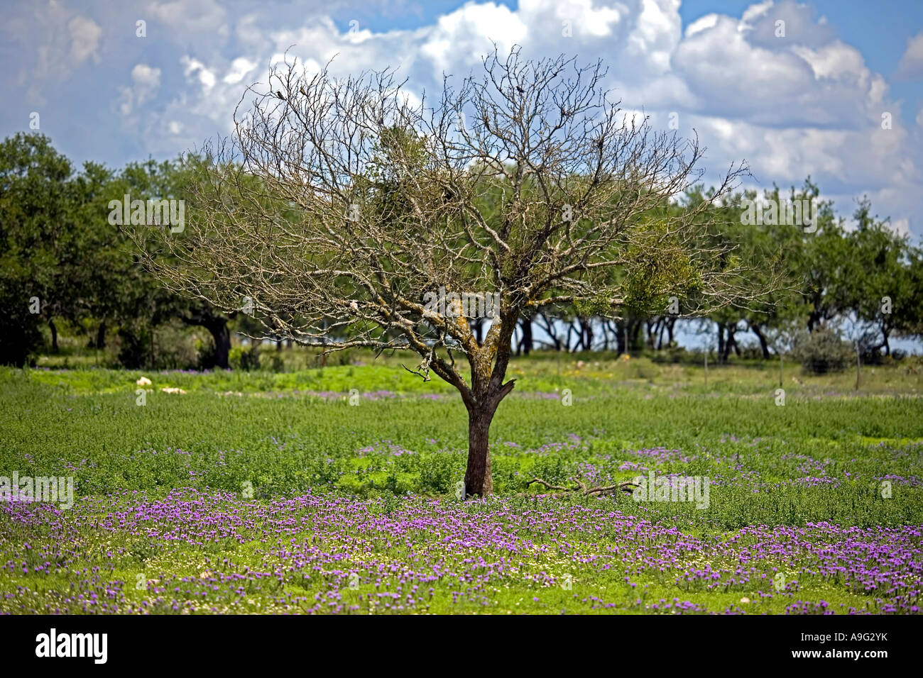 Field of bluebonnets wildflowers Lupinus texensis near Fredericksburg in the Hill Country of Texas Stock Photo