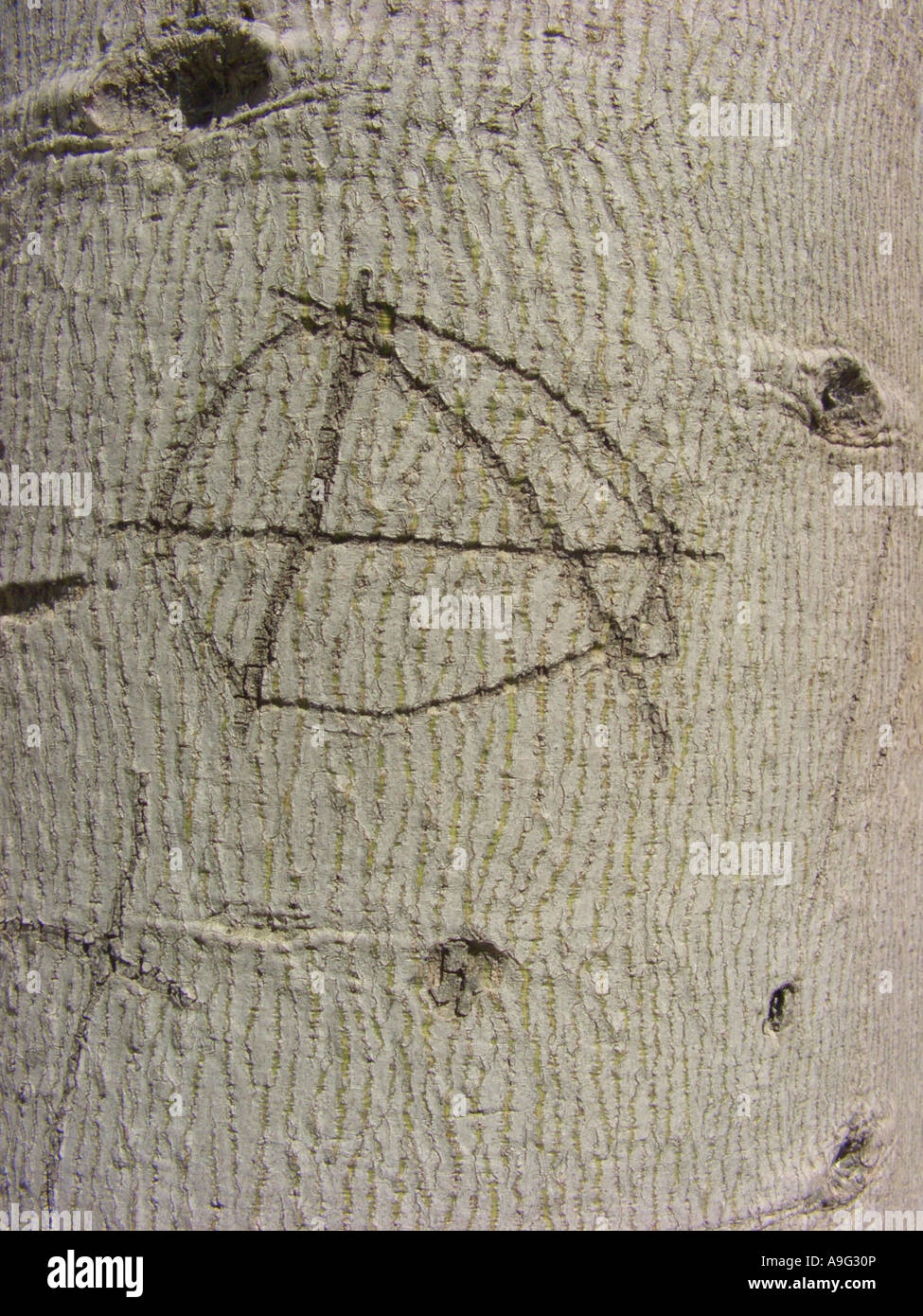 bottle tree (Brachychiton populneus), bark with anarchy sign Stock Photo