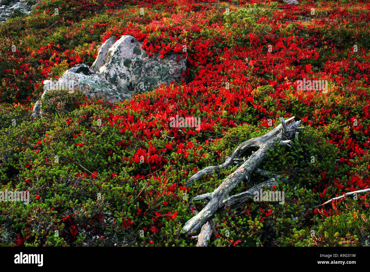 Alpine bearberry, black bearberry (Arctostaphylos alpina), autumn colour, Finland, Oulu, Kuusamo Stock Photo