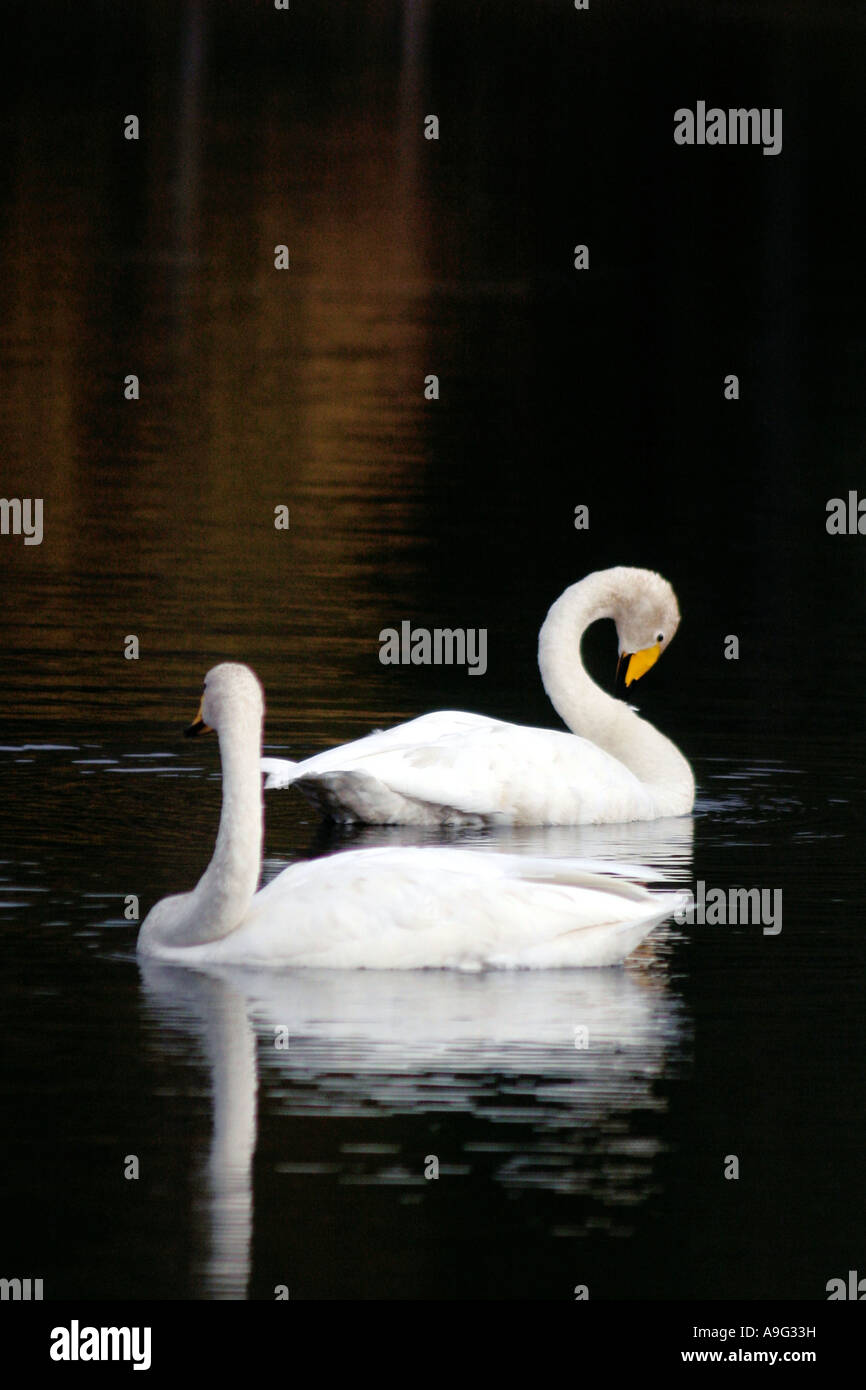 whooper swan (Cygnus cygnus), Whoopers at lake Talvijaervi Kuusamo, Finland, Oulu, Kuusamo Stock Photo