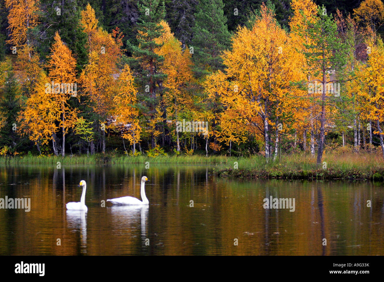 whooper swan (Cygnus cygnus), Whoopers at lake Talvijaervi Kuusamo, Finland, Oulu, Kuusamo Stock Photo