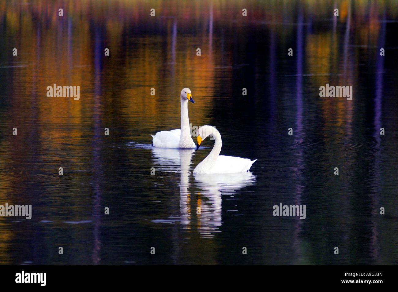 whooper swan (Cygnus cygnus), Whoopers at lake Talvijaervi, Finland, Oulu, Kuusamo Stock Photo