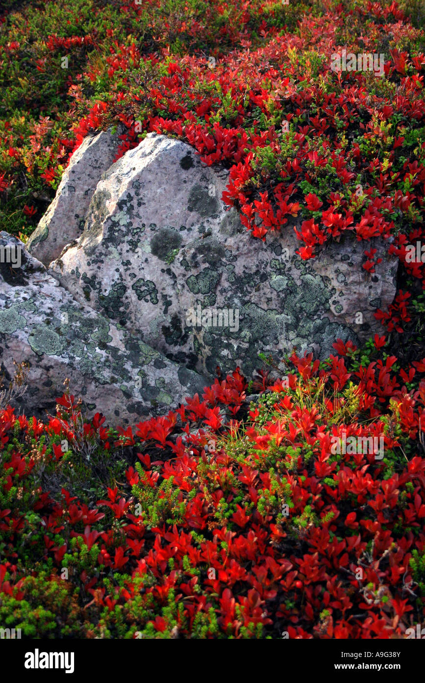 Alpine bearberry, black bearberry (Arctostaphylos alpina), autumn colours, Finland, Oulu, Kuusamo Stock Photo