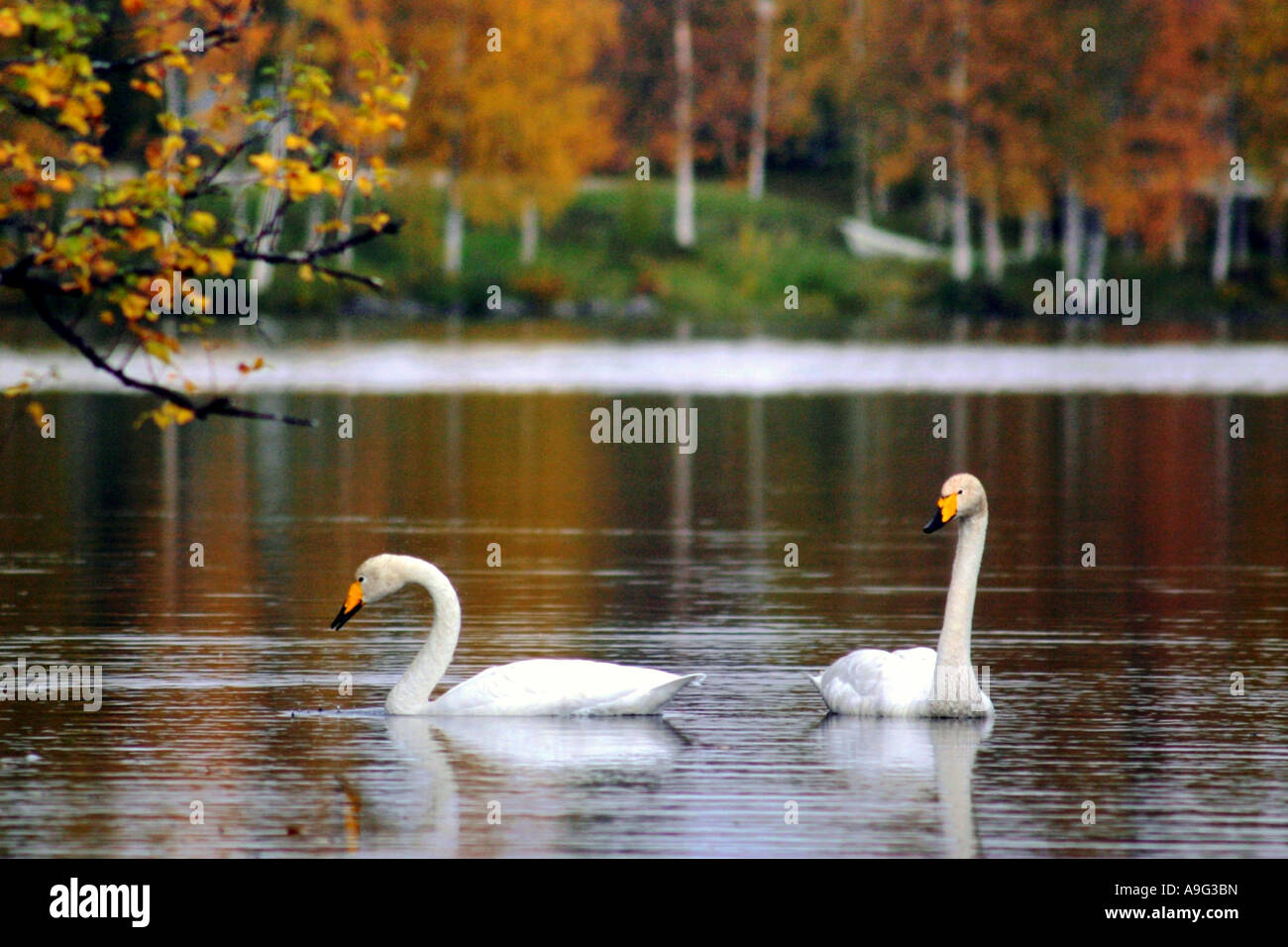 whooper swan (Cygnus cygnus), Whoopers at lake Talvijaervi, Finland, Oulu, Kuusamo Stock Photo