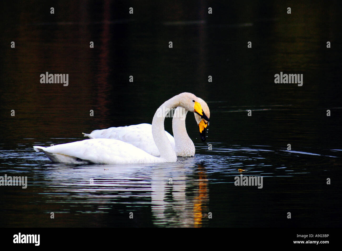 whooper swan (Cygnus cygnus), Whoopers at lake Talvijaervi, Finland, Oulu, Kuusamo Stock Photo
