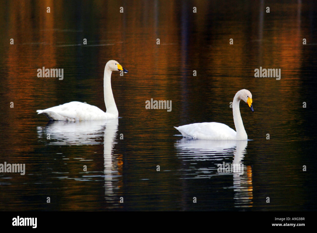 whooper swan (Cygnus cygnus), Whoopers at lake Talvijaervi, Finland, Oulu, Kuusamo Stock Photo