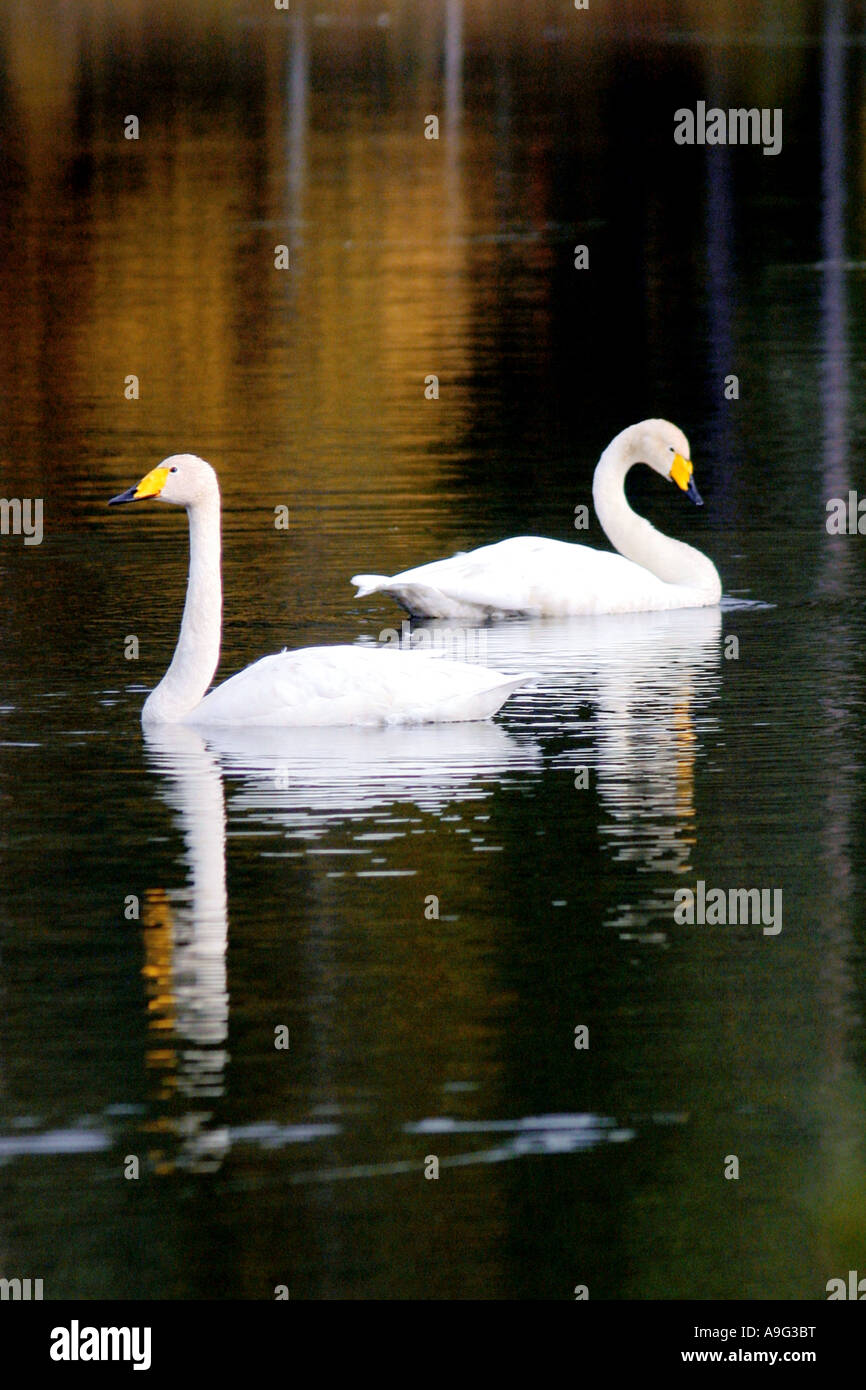 whooper swan (Cygnus cygnus), Whoopers at lake Talvijaervi, Finland, Oulu, Kuusamo Stock Photo