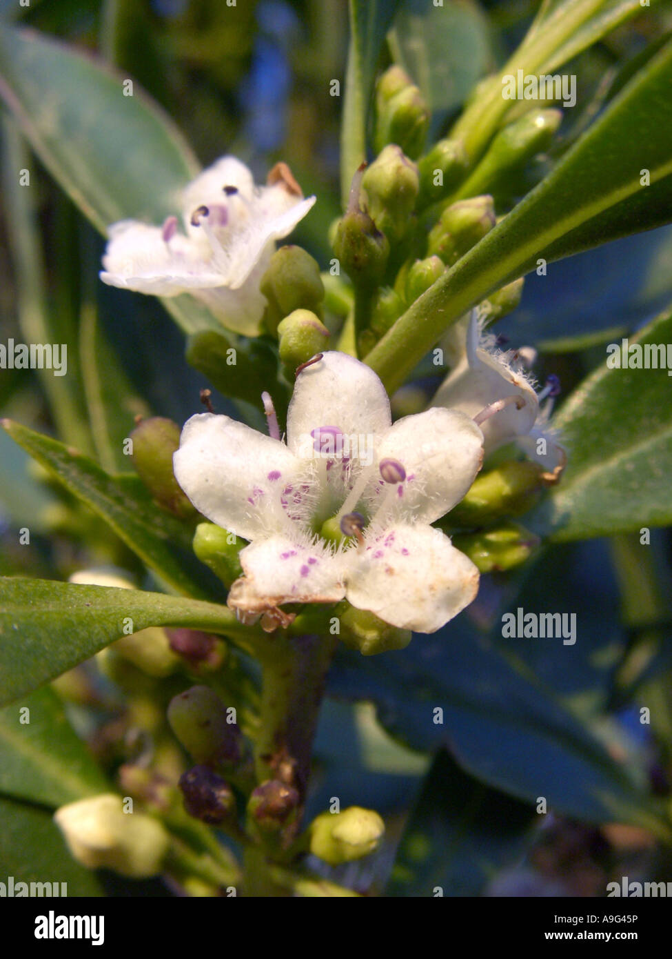 Myoporum, Ngaio tree, Mousehole Tree (Myoporum laetum), blooming Stock Photo