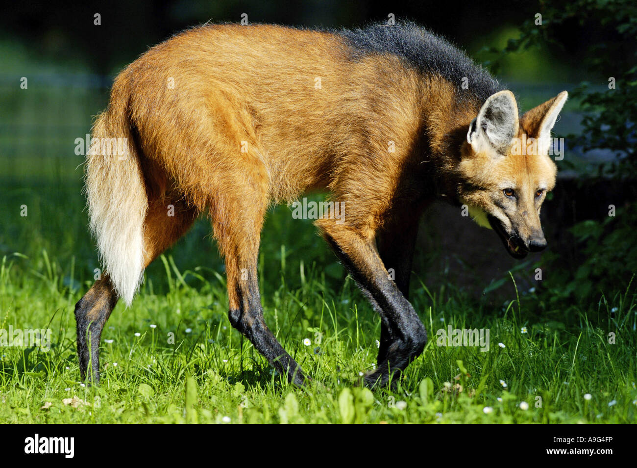 Maned Wolf Chrysocyon Brachyurus Stock Photo Alamy