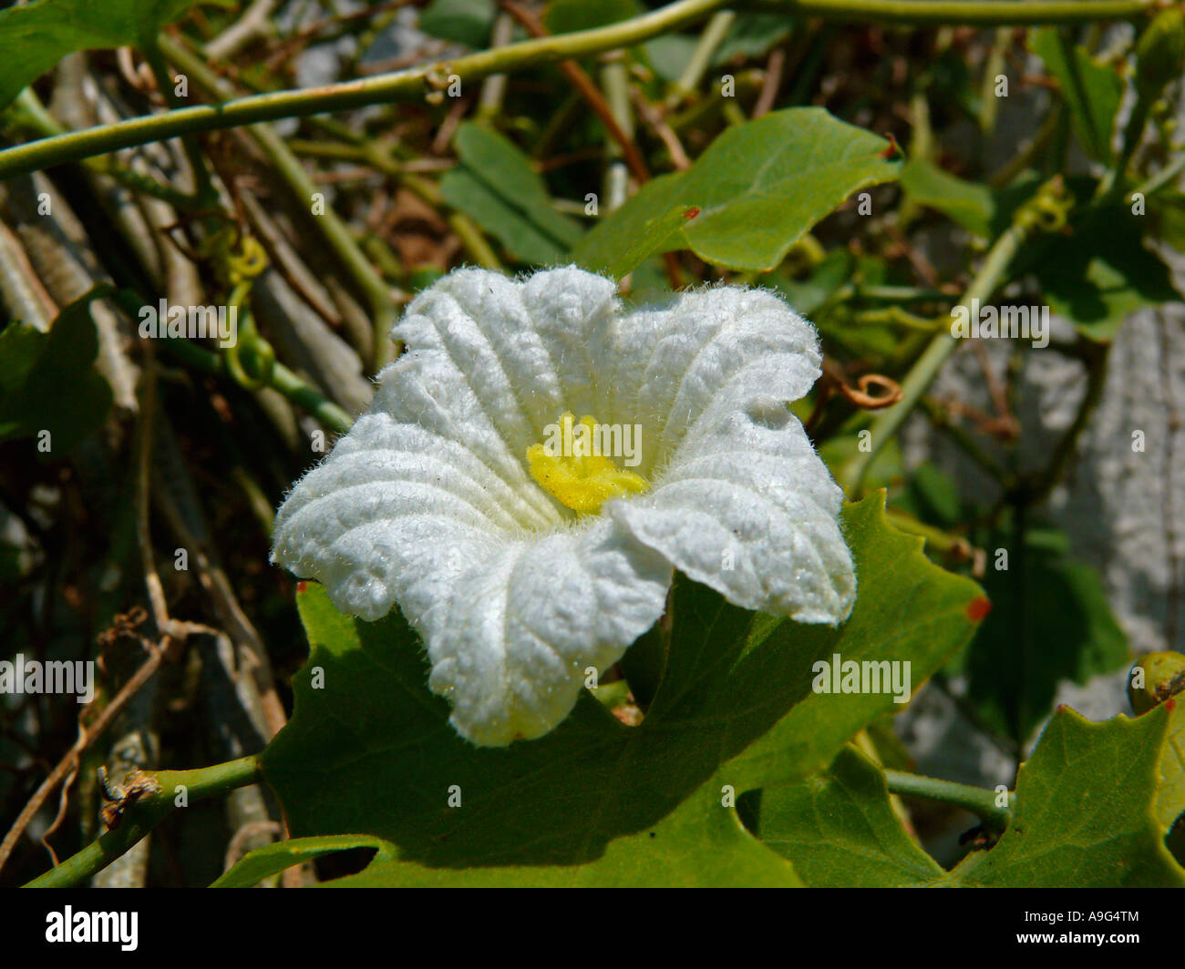 Flower of Coccinia grandis Ivy gourd Cucurbitaceae. This is a widely consumed vegetable, available in India through out the year Stock Photo