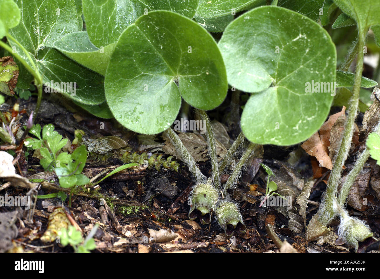 asarabacca (Asarum europaeum), blossoms and leaves, Germany, Baden-Wuerttemberg Stock Photo