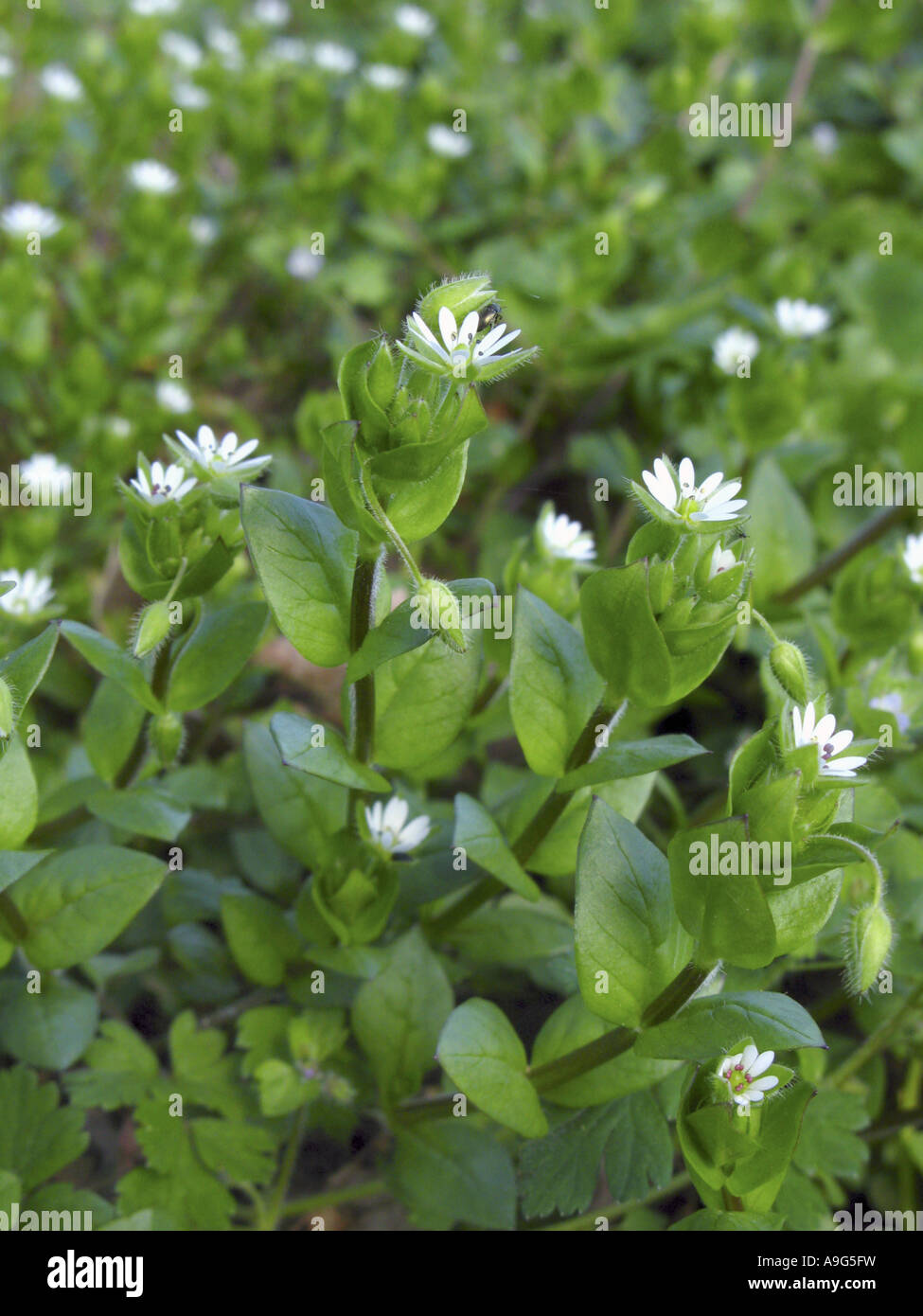 common chickweed (Stellaria media), blooming plants Stock Photo
