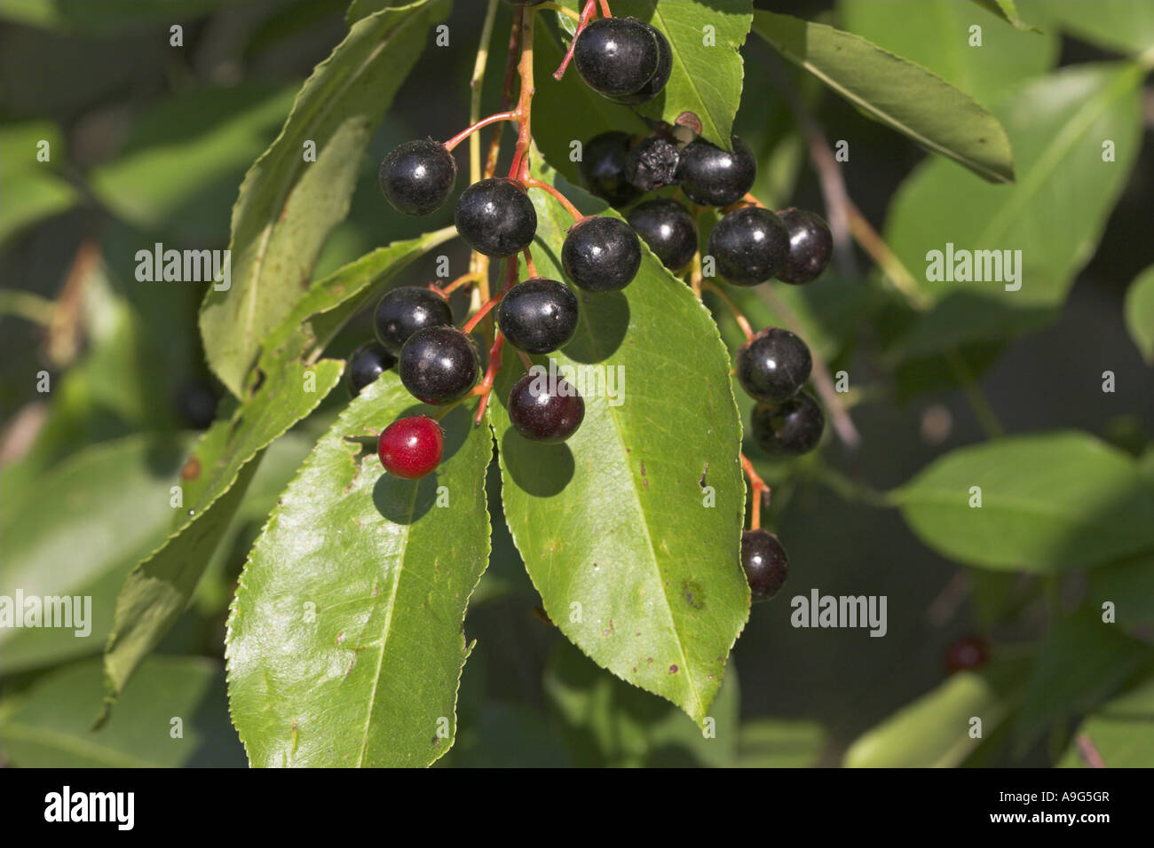 wild black cherry (Prunus serotina), mature fruits Stock Photo