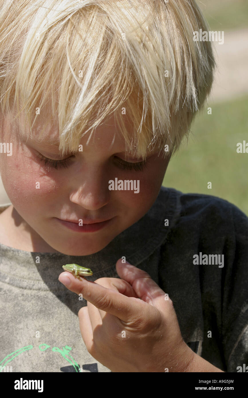 European treefrog, common treefrog, Central European treefrog (Hyla arborea), on finger of a boy Stock Photo