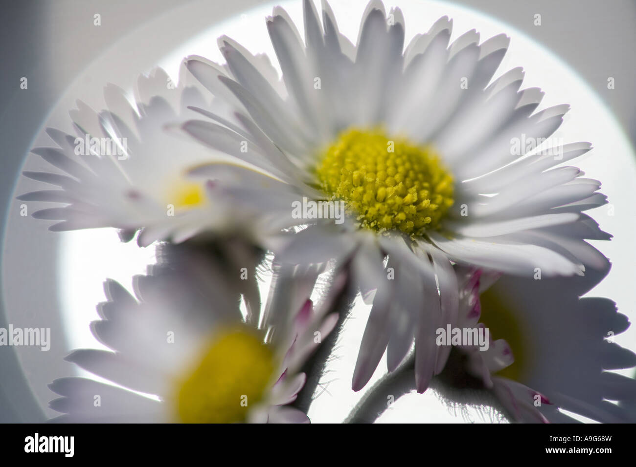common daisy, lawn daisy, English daisy (Bellis perennis), inflorescences, Germany, Saxony Stock Photo