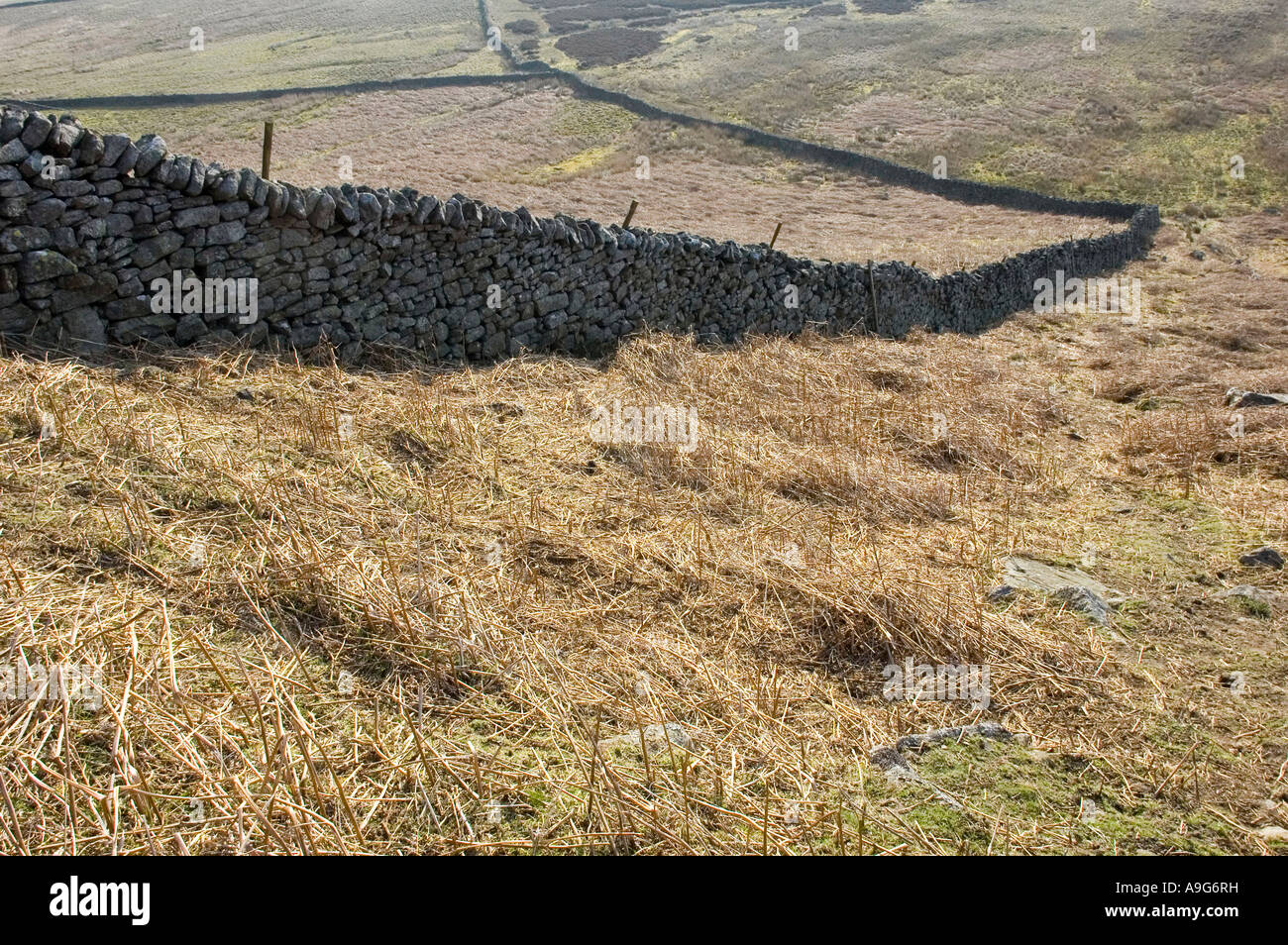 Drystone wall on moorland near Pen Hill, North Yorkshire Dales National Park Stock Photo