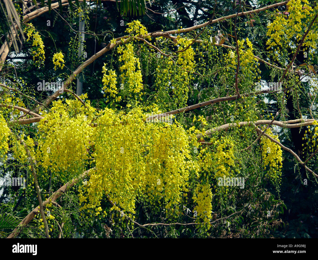 Flowers. Cassia Fistula. Indian Laburnum. Family: Caesalpiniaceae. Stock Photo