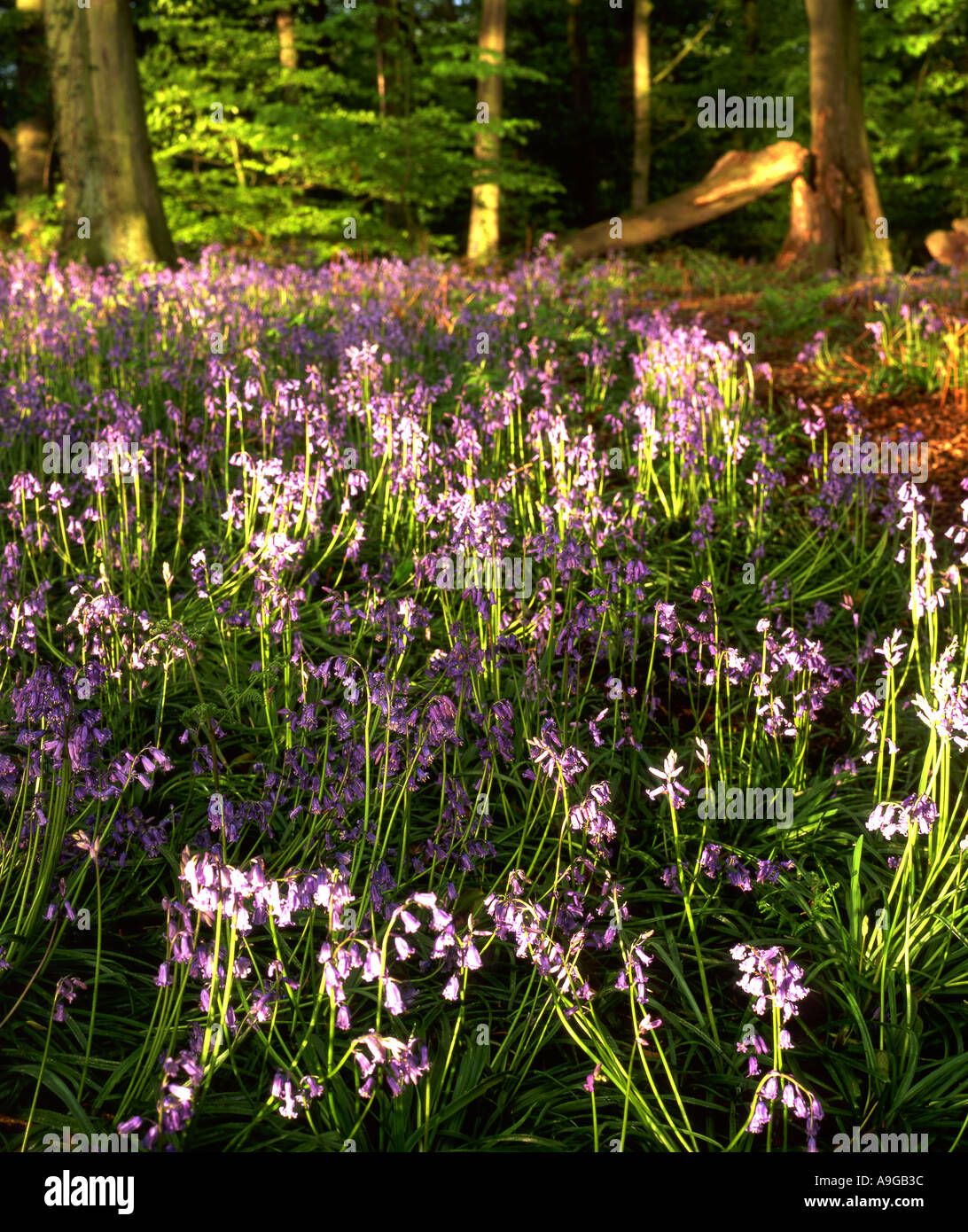 Bluebell Glade in Woodland Taken at First Light Stock Photo