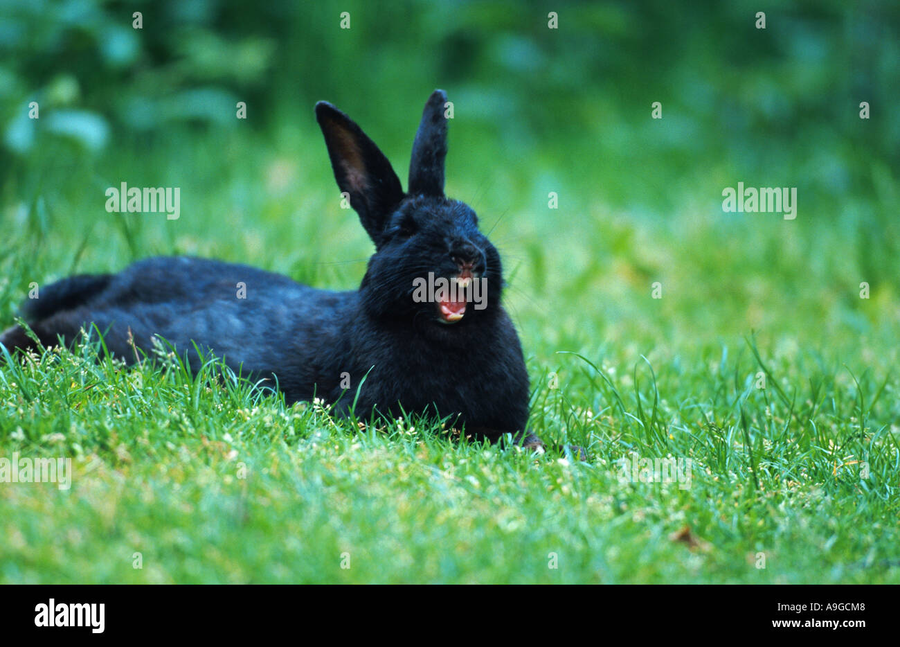 Black rabbit jawning hi-res stock photography and images - Alamy