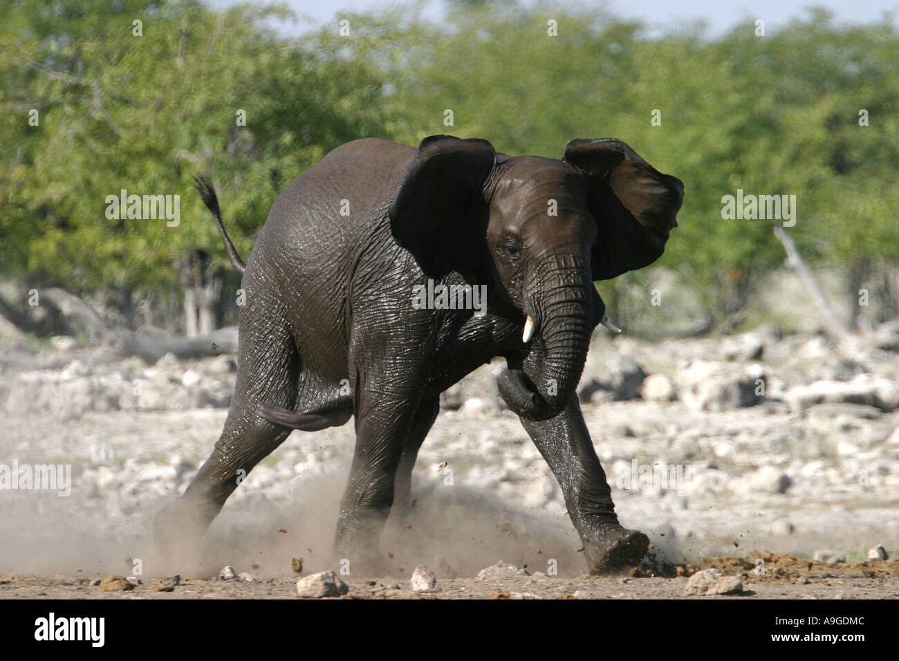 Bull elephant running hi-res stock photography and images - Alamy